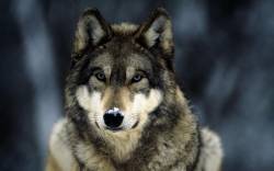 5 фактов о волках