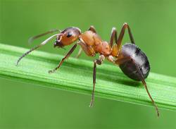 Интересное о муравьях