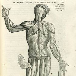Факты о человеческих мышцах