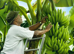 Почему сельское хозяйство важно для Доминики